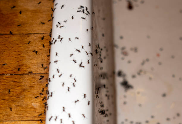 Professional Pest Control in Sun Valley, PA