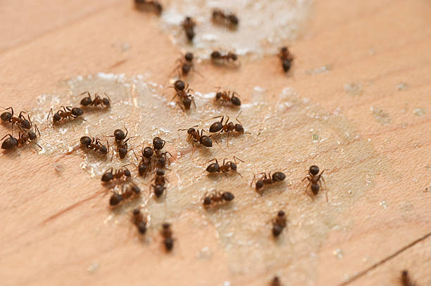 Best Best Pest Control Companies  in Sun Valley, PA