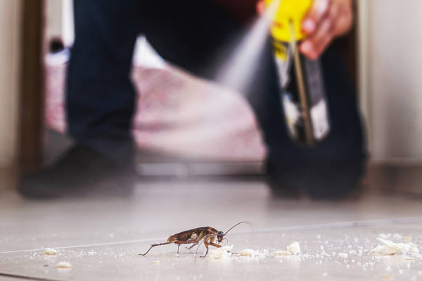 Best Flea Control Services  in Sun Valley, PA